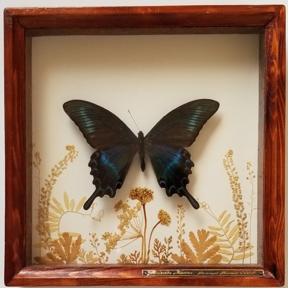 #B2 1 Rare Collectible Real Far East Russian Alpine Black Swallowtail Butterfly - Picture 1 of 13